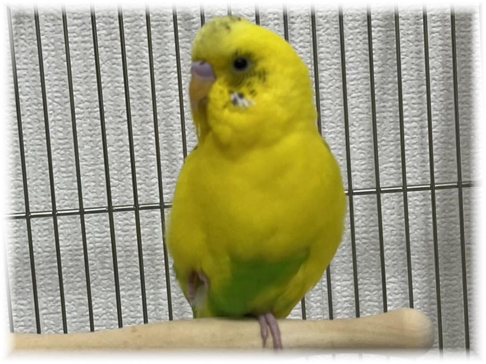 クリックで画像を表示