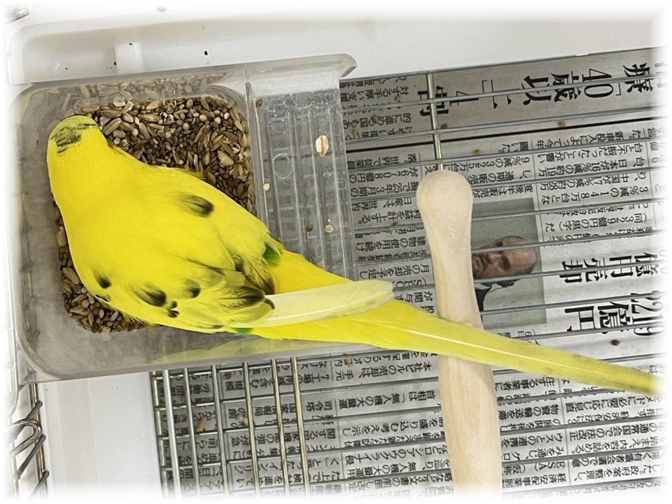 クリックで画像を表示