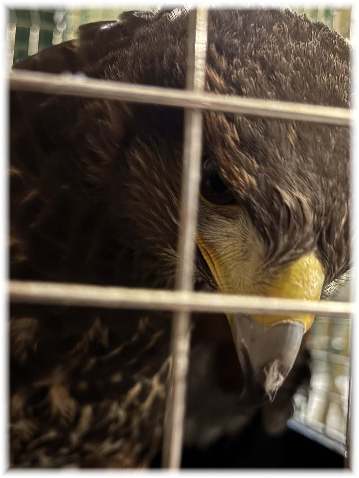 クリックで画像を表示