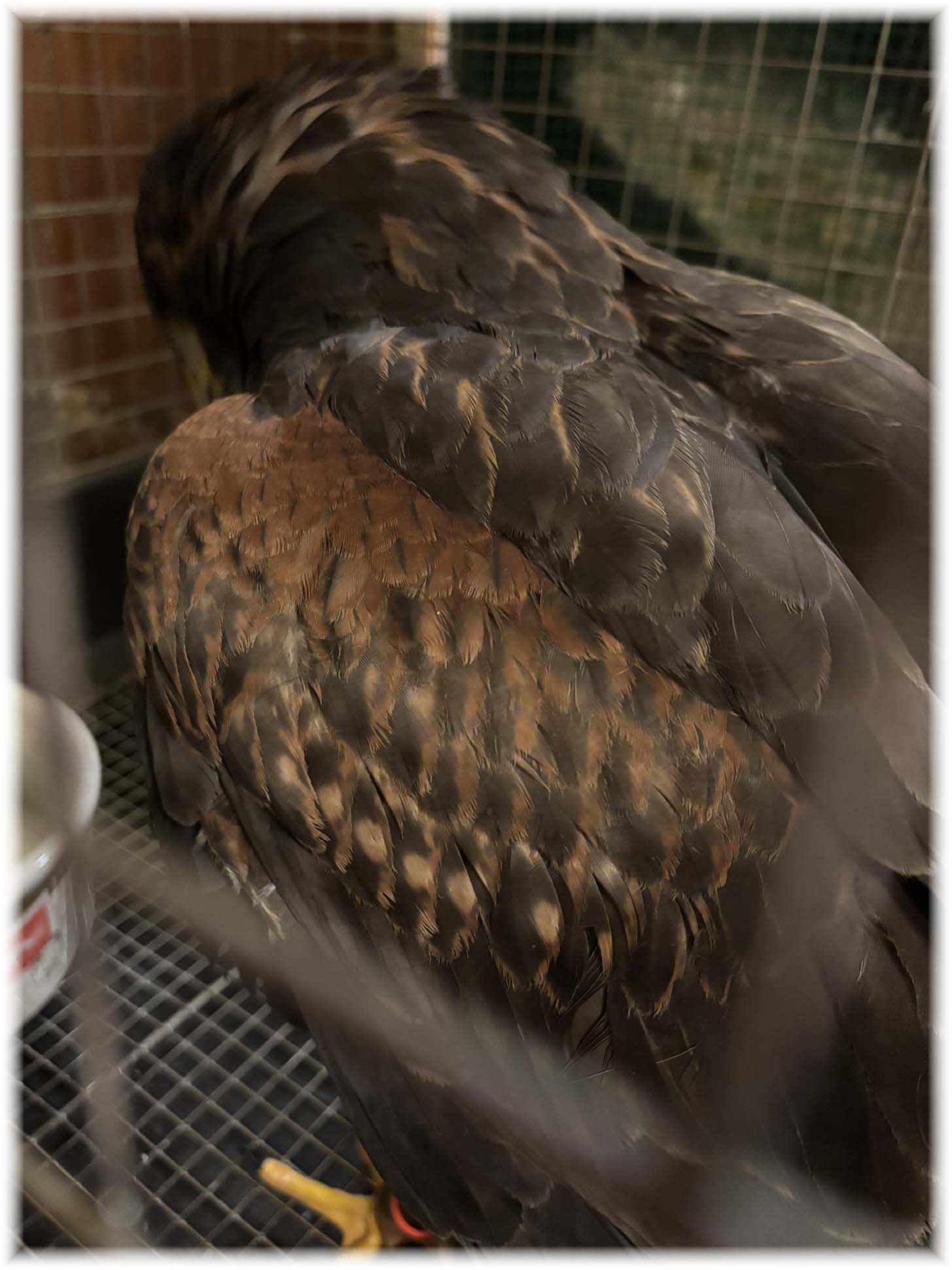 クリックで画像を表示