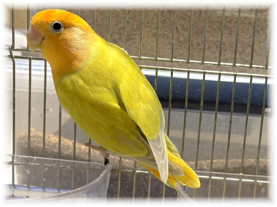 クリックで画像を表示