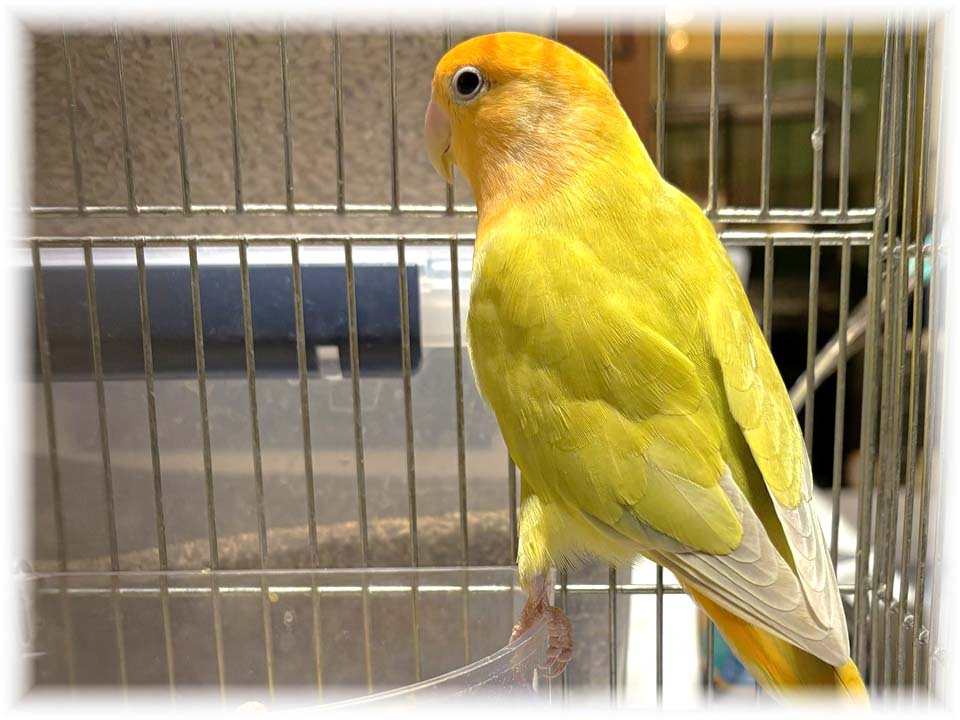 クリックで画像を表示