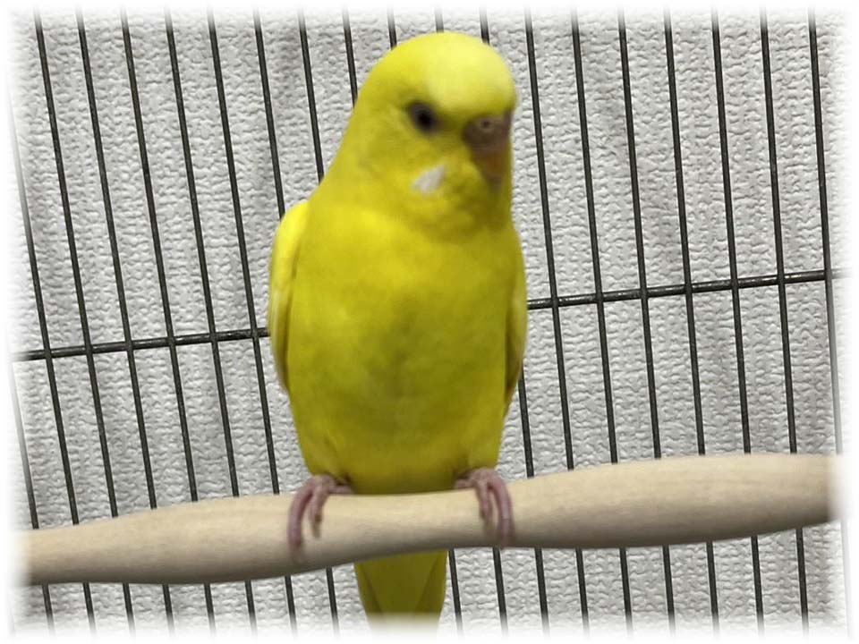 クリックで画像を表示