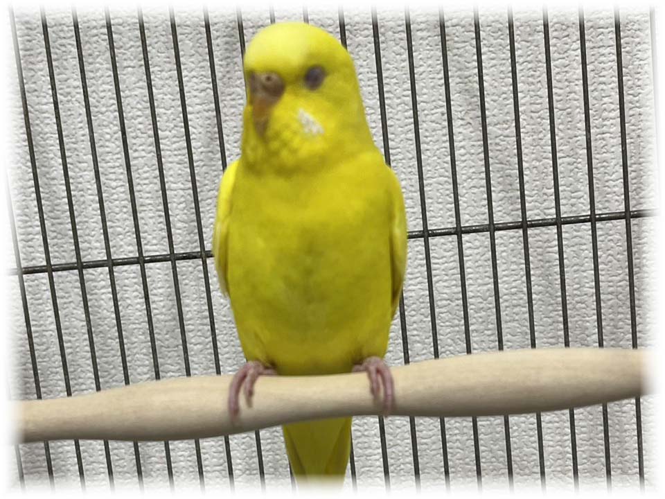 クリックで画像を表示