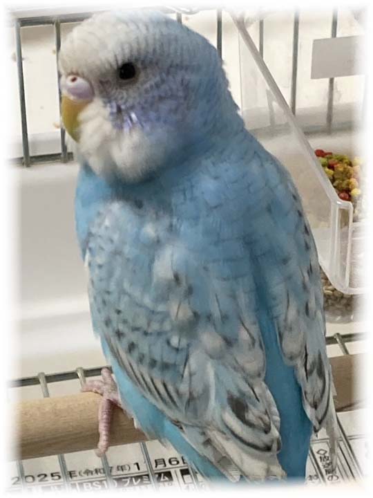 クリックで画像を表示