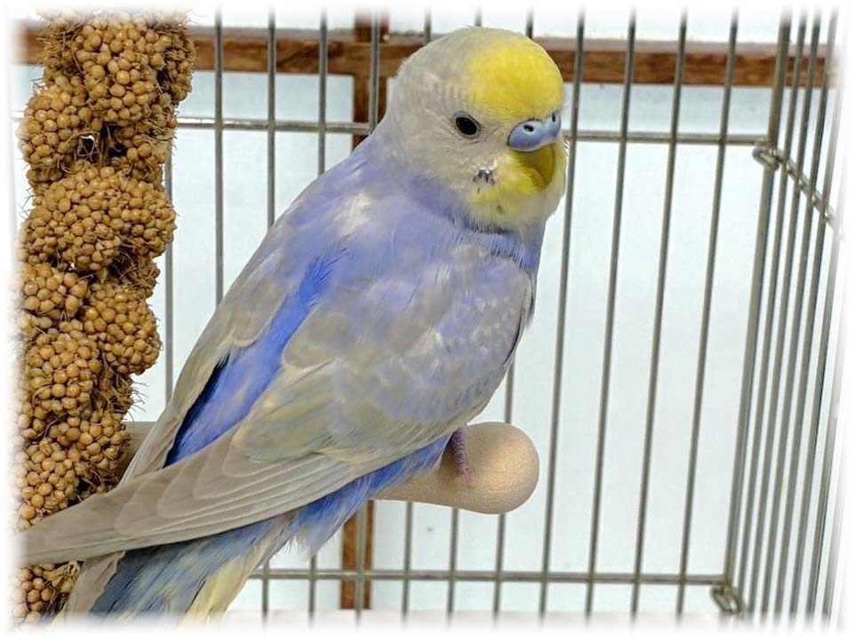 クリックで画像を表示