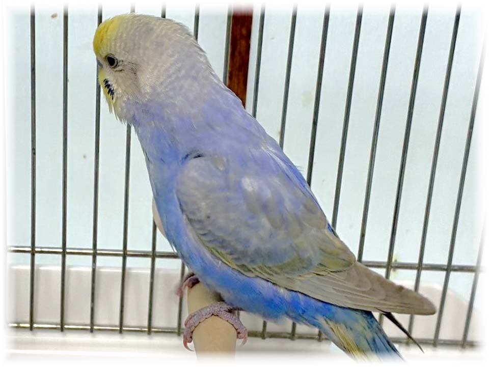 クリックで画像を表示