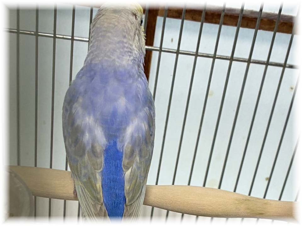 クリックで画像を表示