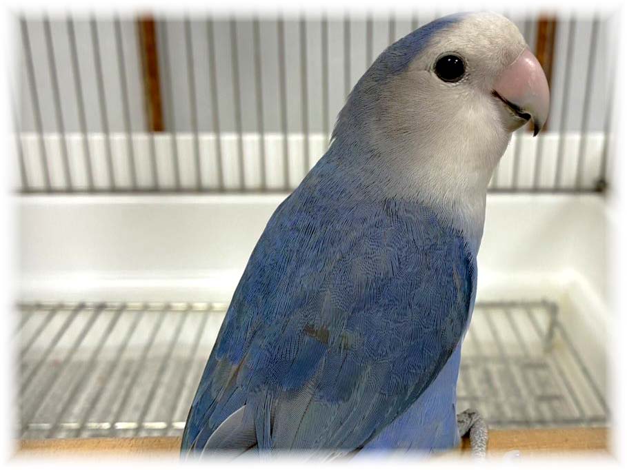 クリックで画像を表示