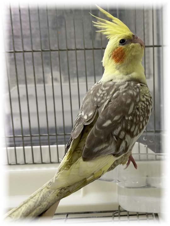 クリックで画像を表示