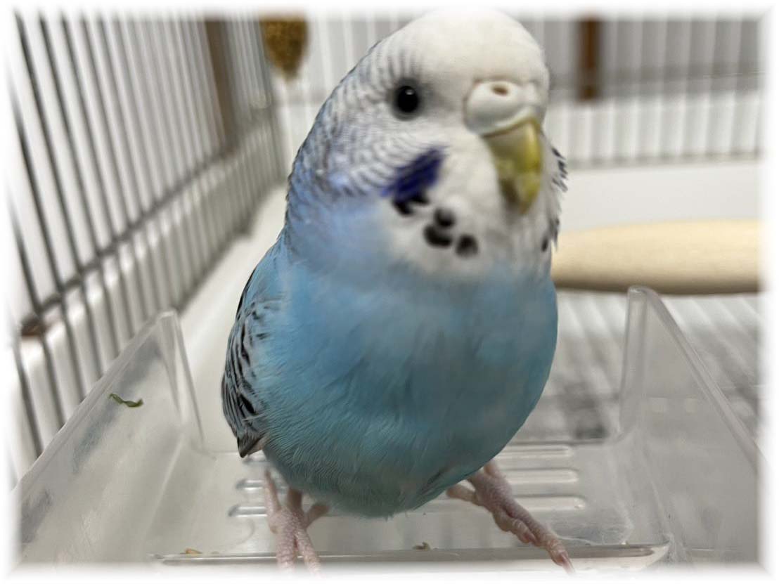 クリックで画像を表示