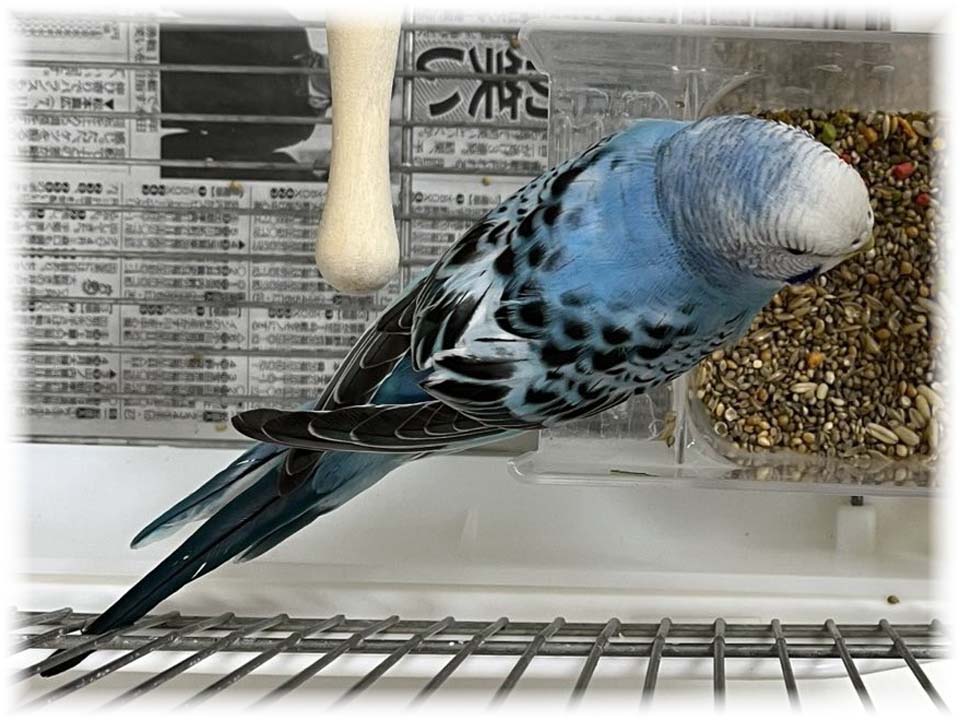 クリックで画像を表示