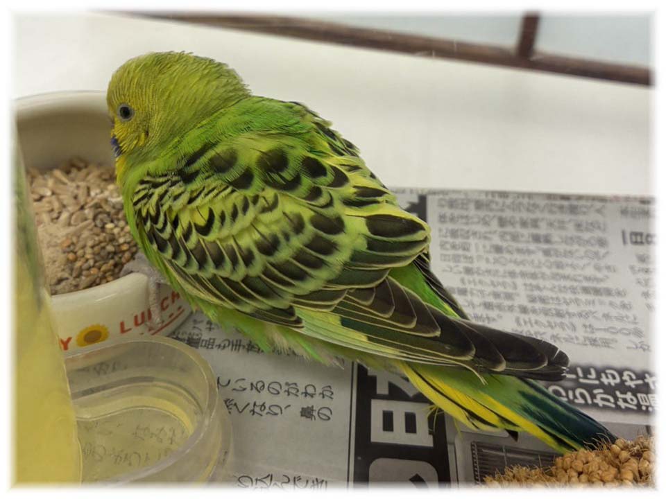 クリックで画像を表示