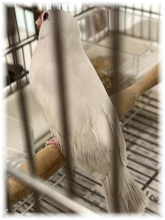 クリックで画像を表示