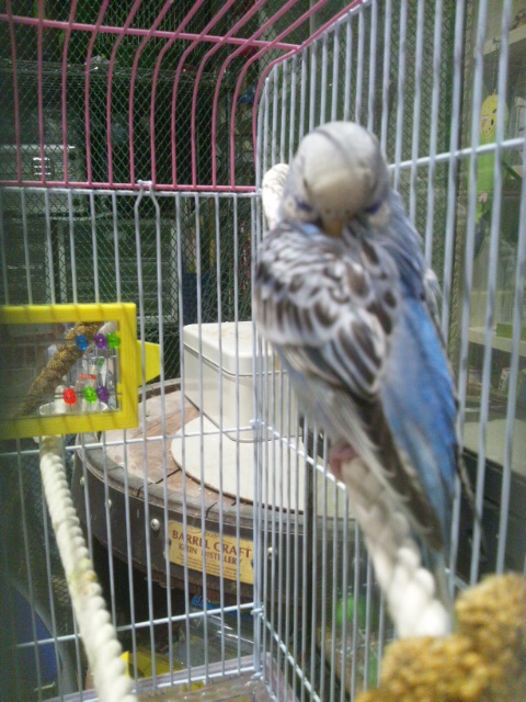 クリックで画像を表示