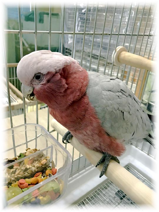 クリックで画像を表示