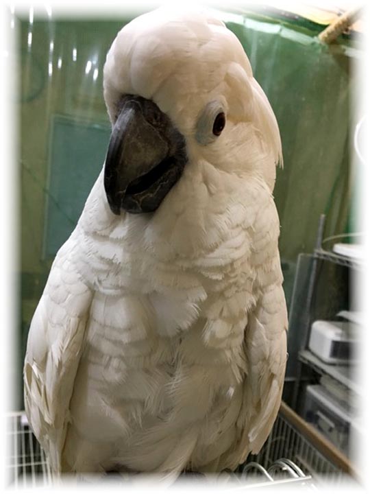 クリックで画像を表示