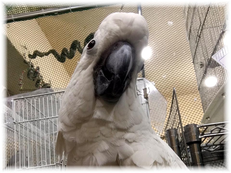 クリックで画像を表示