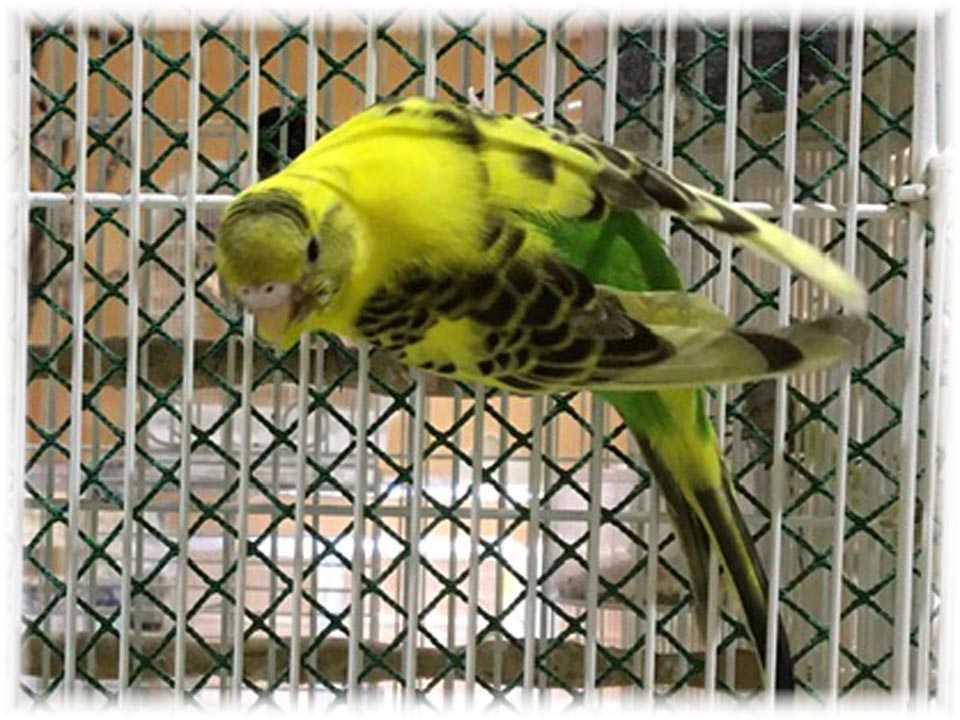 クリックで画像を表示