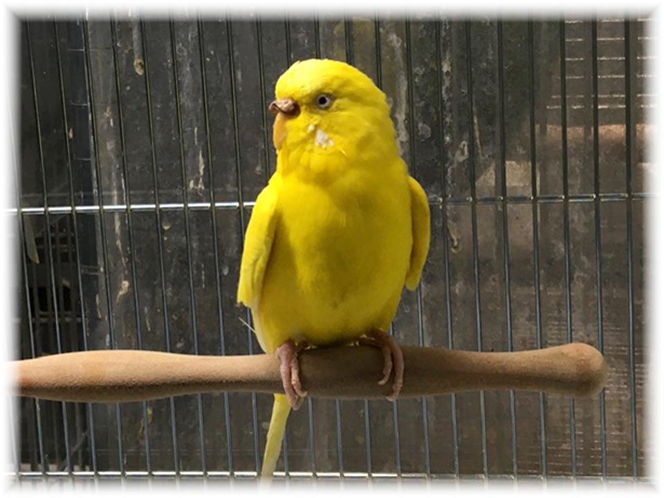 クリックで画像を表示