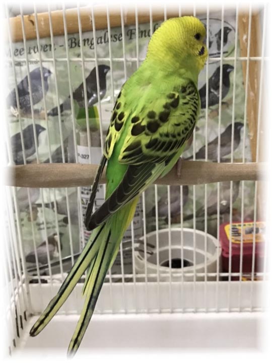 クリックで画像を表示