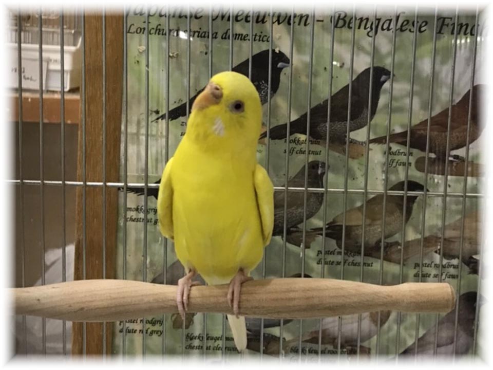 クリックで画像を表示