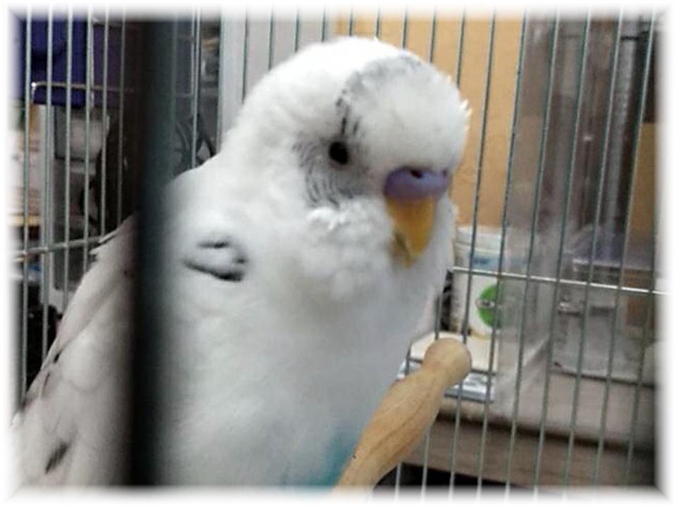 クリックで画像を表示