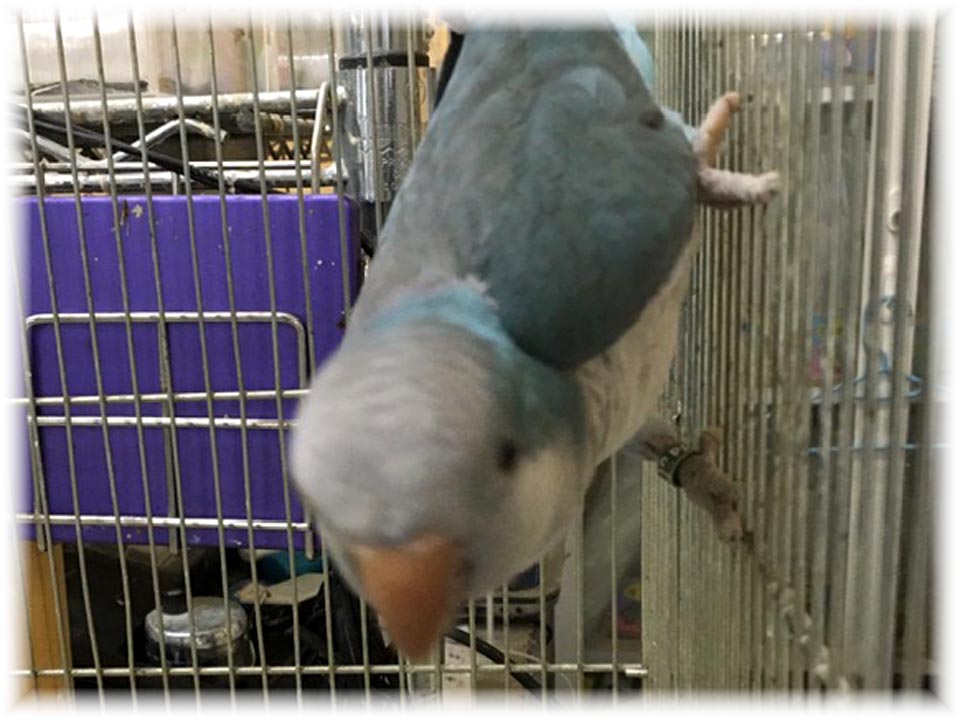 クリックで画像を表示