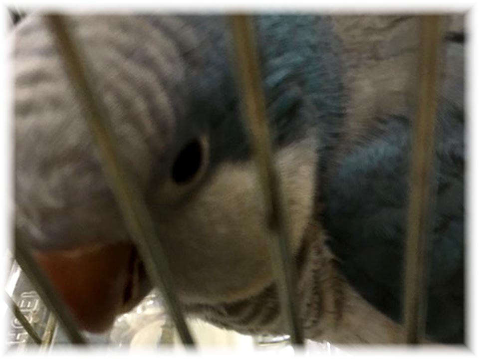 クリックで画像を表示