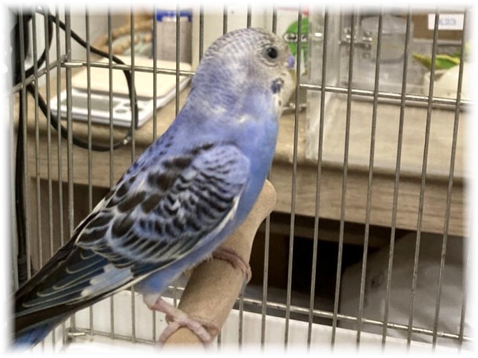 クリックで画像を表示