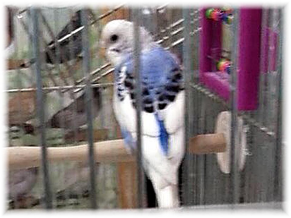 クリックで画像を表示