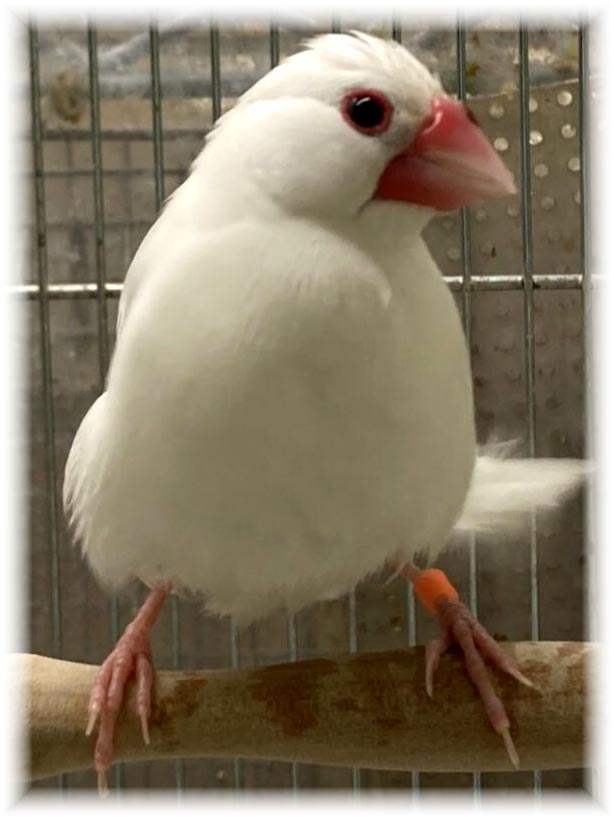 クリックで画像を表示