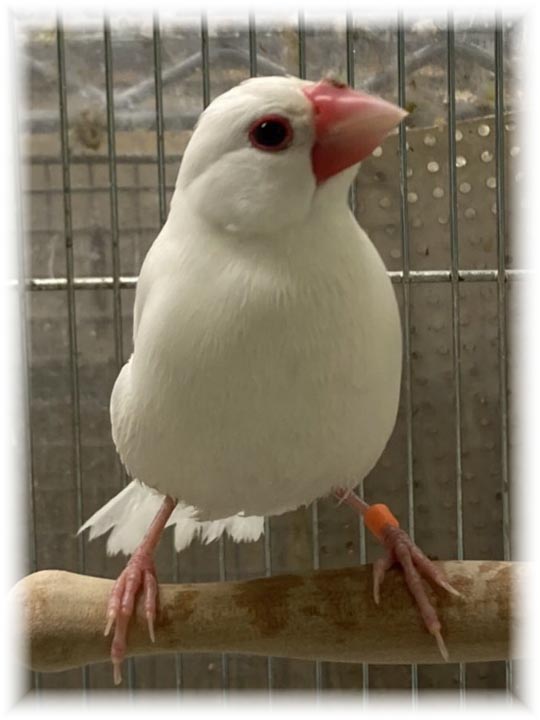 クリックで画像を表示