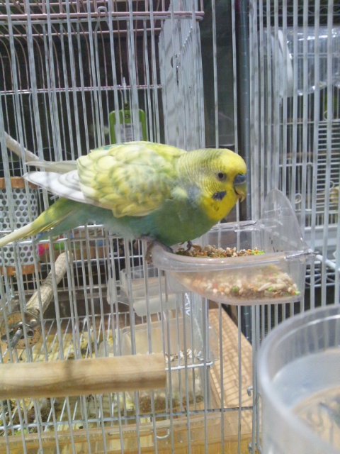 クリックで画像を表示