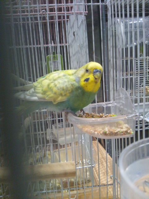 クリックで画像を表示