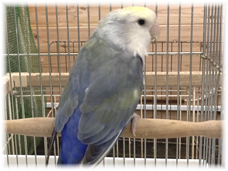 クリックで画像を表示