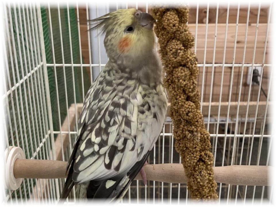 クリックで画像を表示