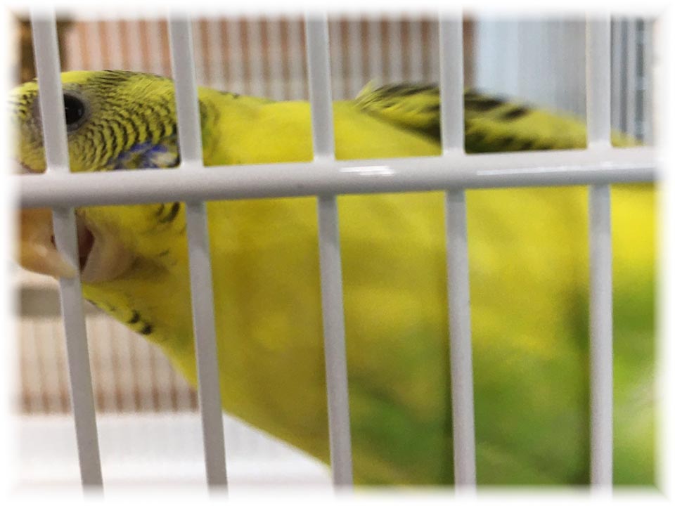 クリックで画像を表示