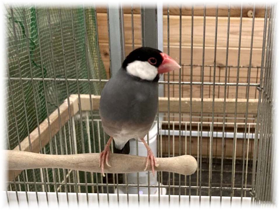 クリックで画像を表示