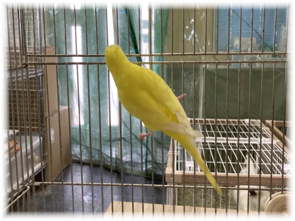 クリックで画像を表示