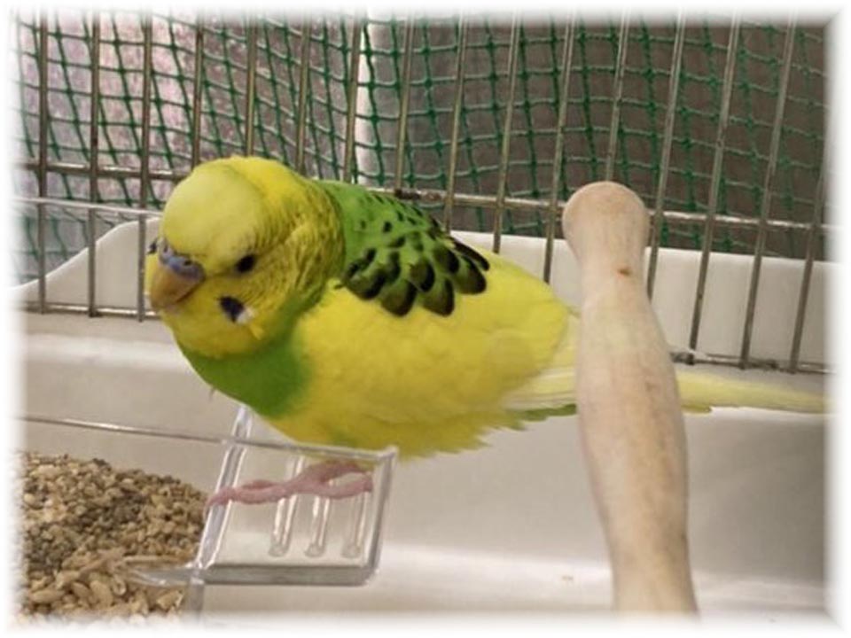 クリックで画像を表示