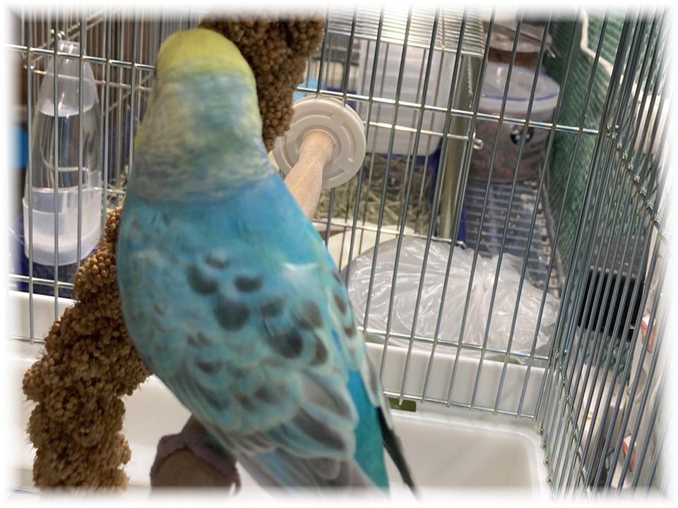 クリックで画像を表示