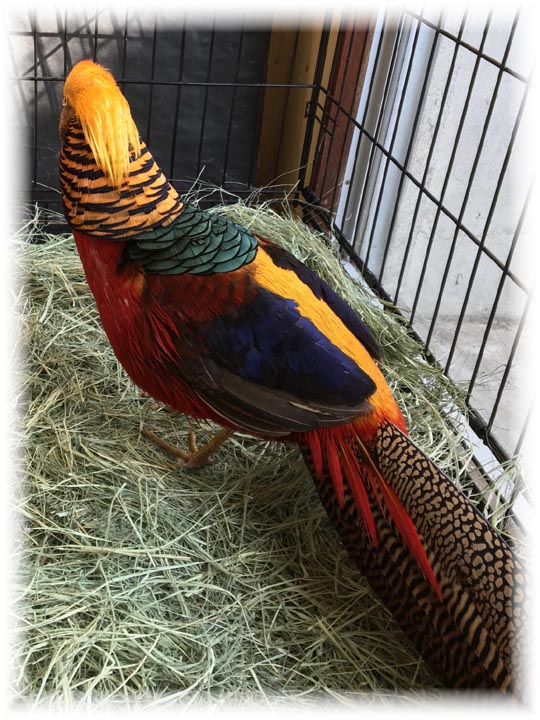 クリックで画像を表示