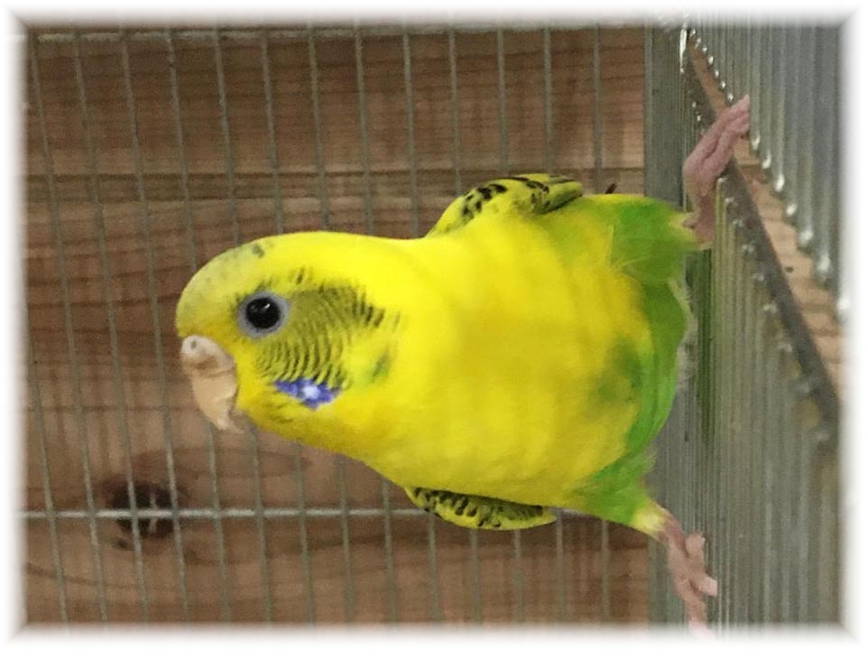 クリックで画像を表示