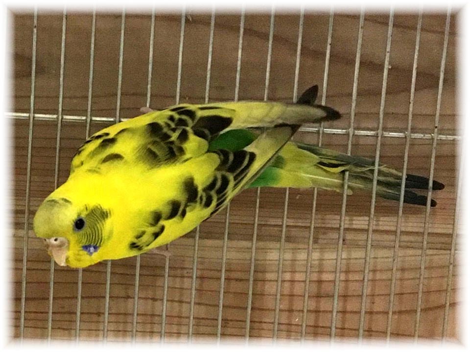 クリックで画像を表示