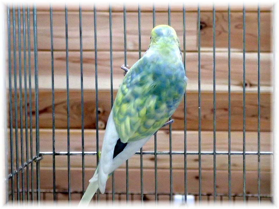 クリックで画像を表示