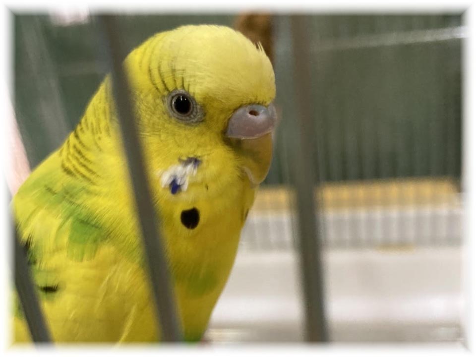 クリックで画像を表示