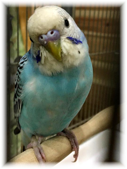 クリックで画像を表示