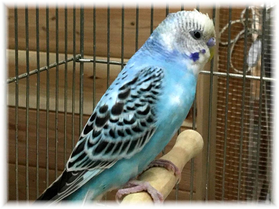 クリックで画像を表示