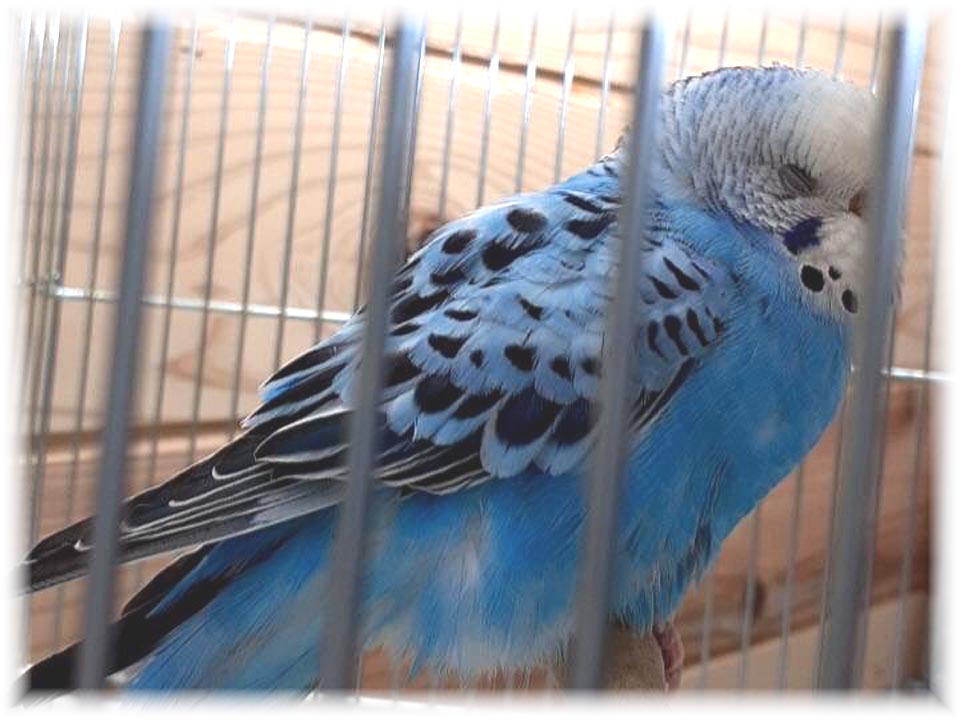 クリックで画像を表示